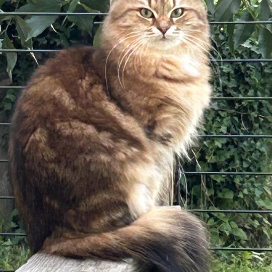 chat Sibérien brown blotched tabby Greta Chatterie du ZenÉmoi