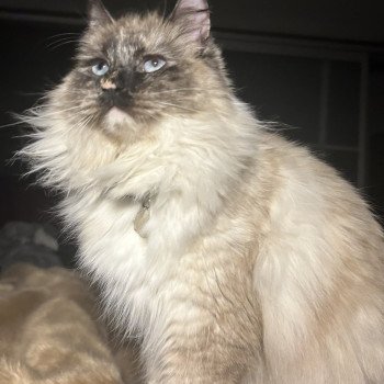 Téti Femelle Sibérien