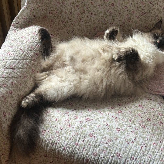 chat Sibérien seal tortie seal point Téti Chatterie du ZenÉmoi