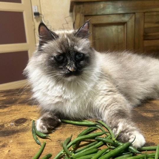 chat Sibérien seal tortie seal point Téti Chatterie du ZenÉmoi