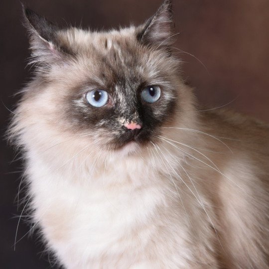 chat Sibérien seal tortie seal point Téti Chatterie du ZenÉmoi