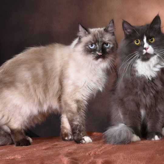 chat Sibérien seal tortie seal point Téti Chatterie du ZenÉmoi