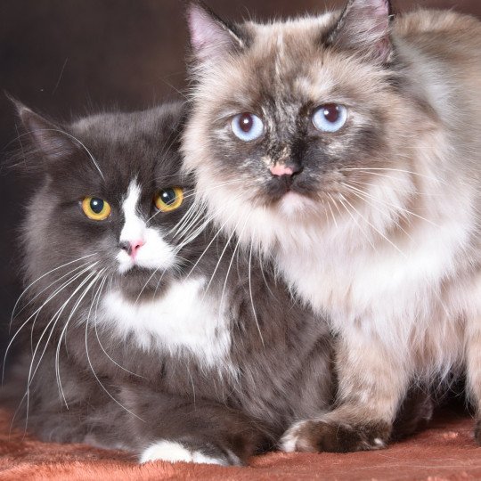 chat Sibérien seal tortie seal point Téti Chatterie du ZenÉmoi