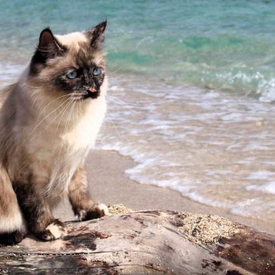 chat Sibérien seal tortie seal point Téti Chatterie du ZenÉmoi