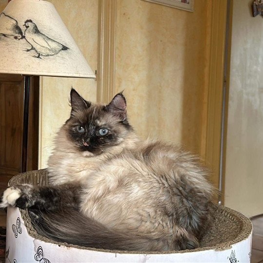 chat Sibérien seal tortie seal point Téti Chatterie du ZenÉmoi