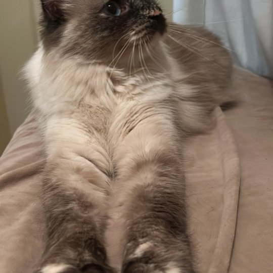 chat Sibérien seal tortie seal point Téti Chatterie du ZenÉmoi