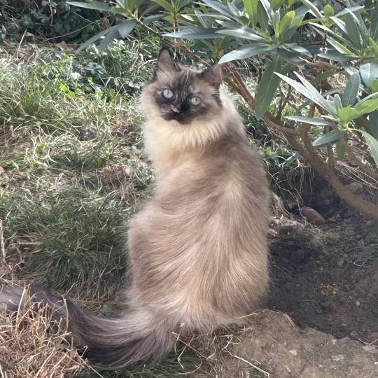 chat Sibérien seal tortie seal point Téti Chatterie du ZenÉmoi