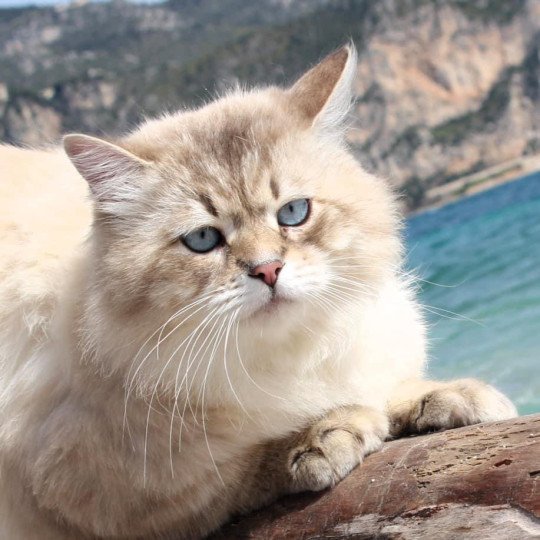 chat Sibérien Tomy Chatterie du ZenÉmoi