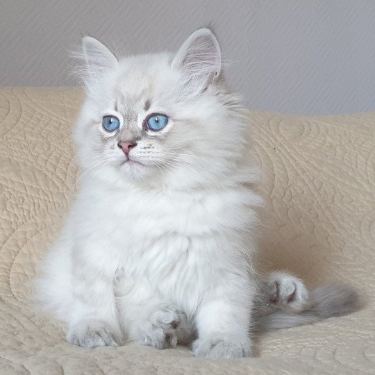 chat Sibérien blue tabby point Tomy Chatterie du ZenÉmoi