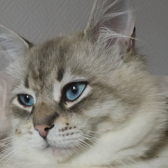chat Sibérien blue tabby point Tomy Chatterie du ZenÉmoi