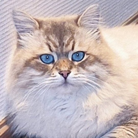 chat Sibérien blue tabby point Tomy Chatterie du ZenÉmoi