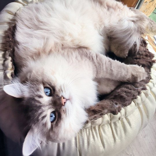 chat Sibérien blue tabby point Tomy Chatterie du ZenÉmoi