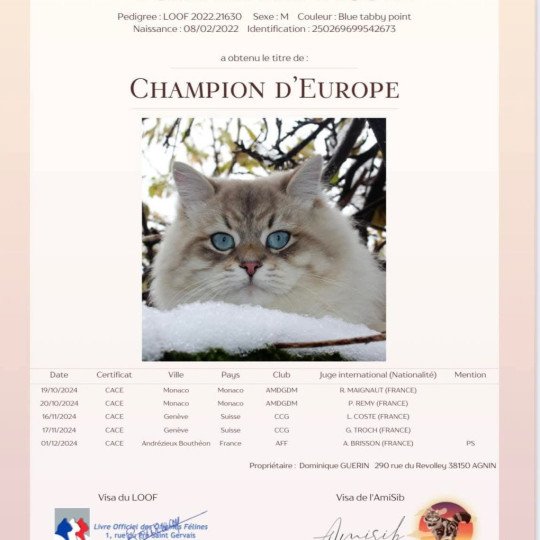 chat Sibérien blue tabby point Tomy Chatterie du ZenÉmoi