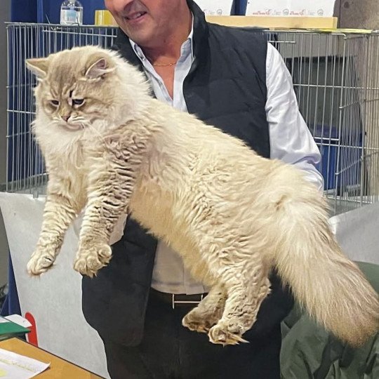 chat Sibérien blue tabby point Tomy Chatterie du ZenÉmoi