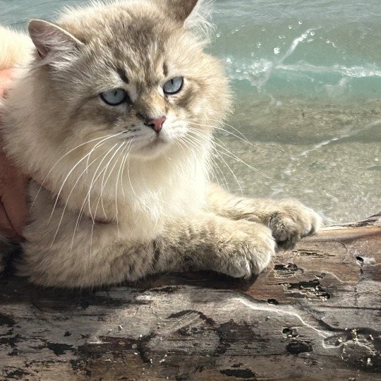 chat Sibérien blue tabby point Tomy Chatterie du ZenÉmoi