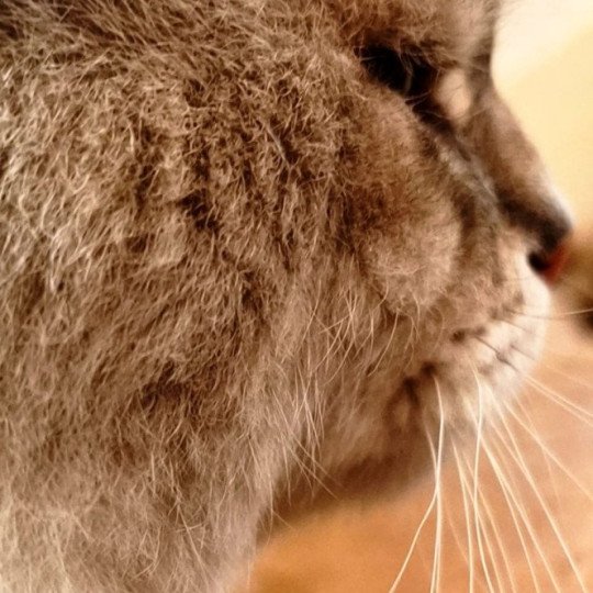 chat Sibérien blue tabby point Tomy Chatterie du ZenÉmoi