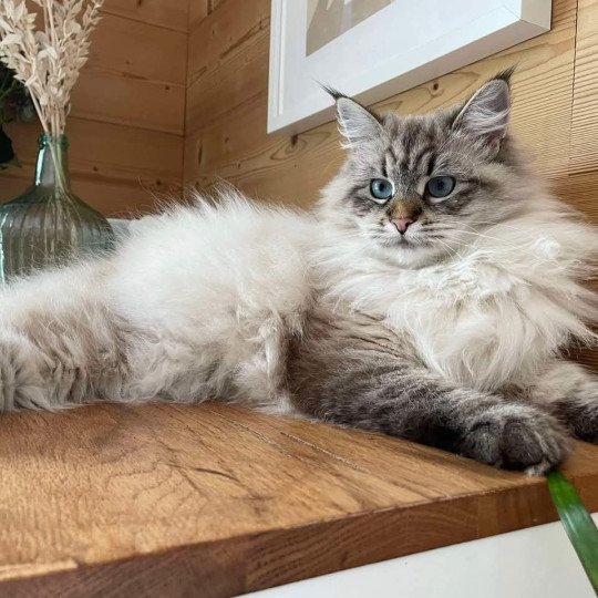 chat Sibérien seal tabby point U'Guapa du ZenEmoi Chatterie du ZenÉmoi