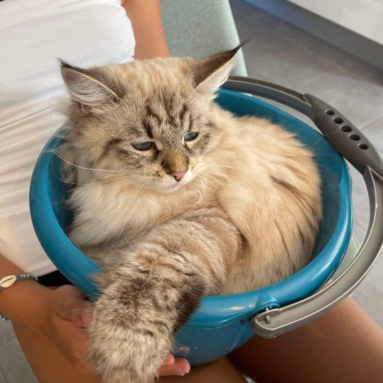 chat Sibérien seal tabby point U'Guapa du ZenEmoi Chatterie du ZenÉmoi