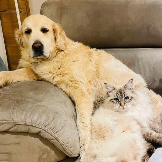 chat Sibérien seal tabby point U'Guapa du ZenEmoi Chatterie du ZenÉmoi