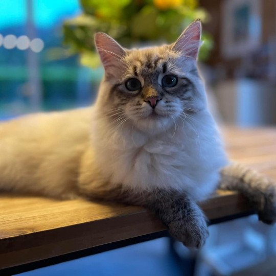 chat Sibérien seal tabby point U'Guapa du ZenEmoi Chatterie du ZenÉmoi