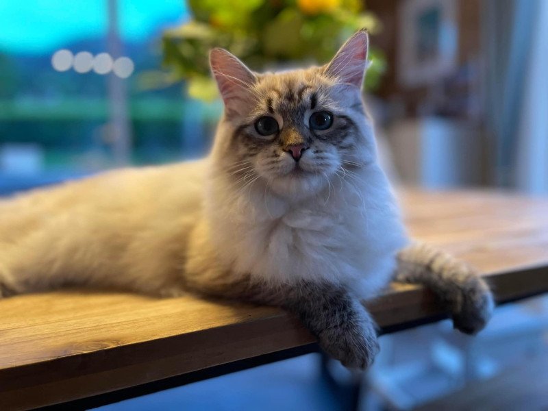 U'Guapa du ZenEmoi ZenÉmoi Femelle Sibérien