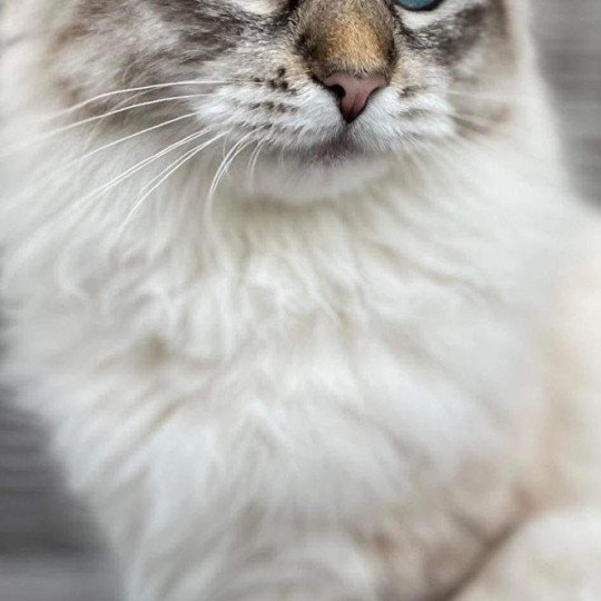 chat Sibérien seal tabby point U'Guapa du ZenEmoi Chatterie du ZenÉmoi