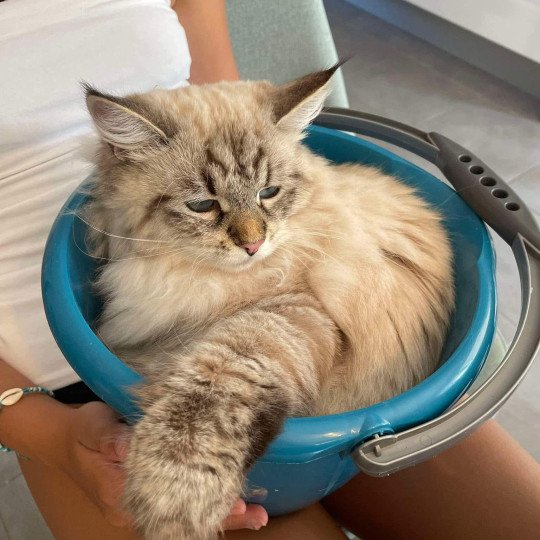 chat Sibérien seal tabby point U'Guapa du ZenEmoi Chatterie du ZenÉmoi