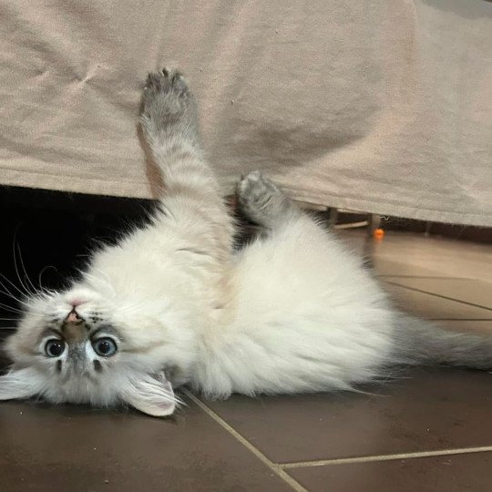 chat Sibérien seal tabby point U'Guapa du ZenEmoi Chatterie du ZenÉmoi