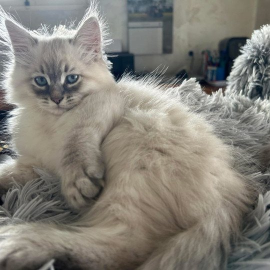 chat Sibérien seal tabby point U'Guapa du ZenEmoi Chatterie du ZenÉmoi