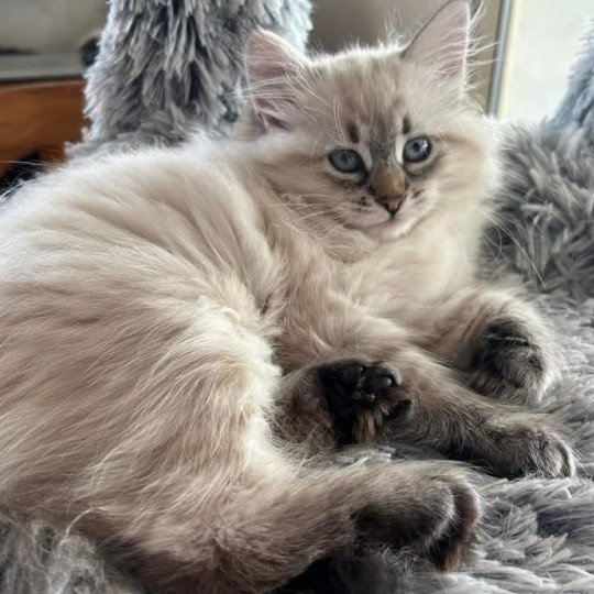 chat Sibérien seal tabby point U'Guapa du ZenEmoi Chatterie du ZenÉmoi