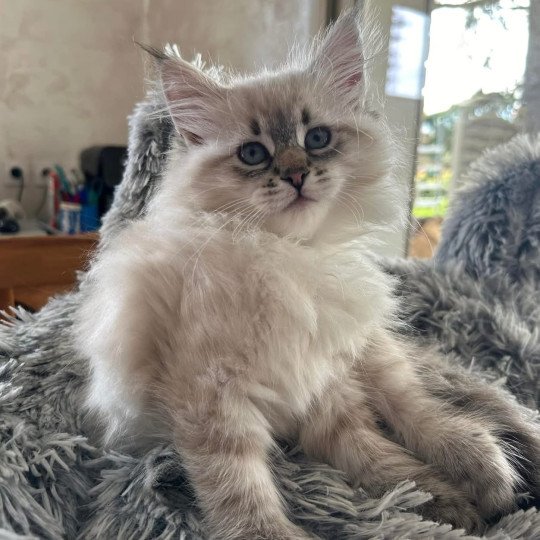 chat Sibérien seal tabby point U'Guapa du ZenEmoi Chatterie du ZenÉmoi