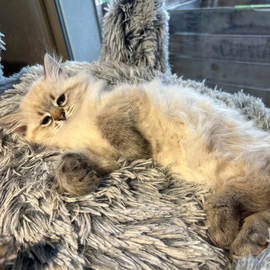 chat Sibérien seal tabby point U'Guapa du ZenEmoi Chatterie du ZenÉmoi