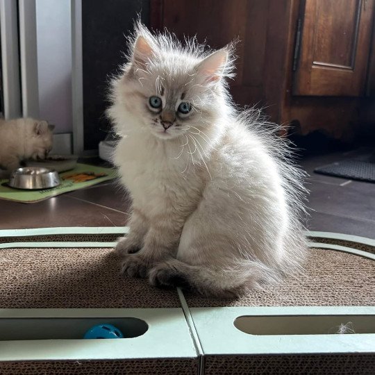 chat Sibérien seal tabby point U'Guapa du ZenEmoi Chatterie du ZenÉmoi