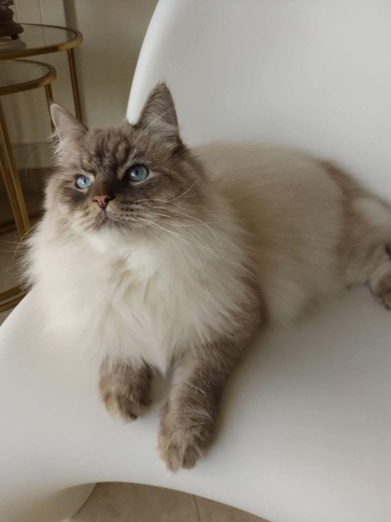 Umi du ZenEmoi ZenÉmoi Mâle Sibérien