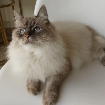 Umi du ZenEmoi ZenÉmoi Mâle Sibérien