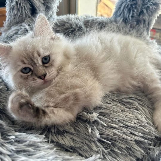 chat Sibérien seal tabby point Una du ZenEmoi Chatterie du ZenÉmoi