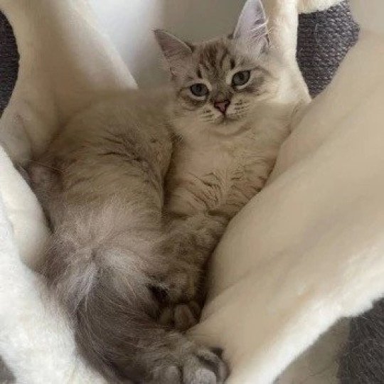 Una du ZenEmoi ZenÉmoi Femelle Sibérien