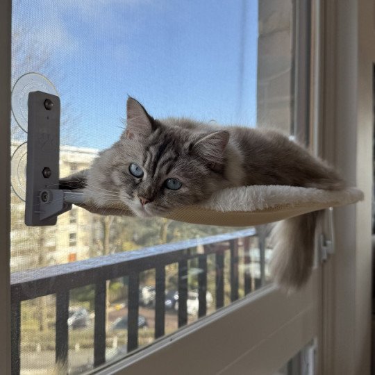 chat Sibérien seal tabby point Una du ZenEmoi Chatterie du ZenÉmoi