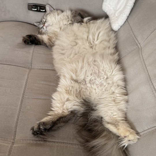 chat Sibérien seal tabby point Una du ZenEmoi Chatterie du ZenÉmoi
