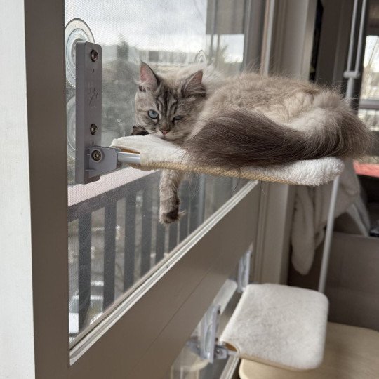 chat Sibérien seal tabby point Una du ZenEmoi Chatterie du ZenÉmoi