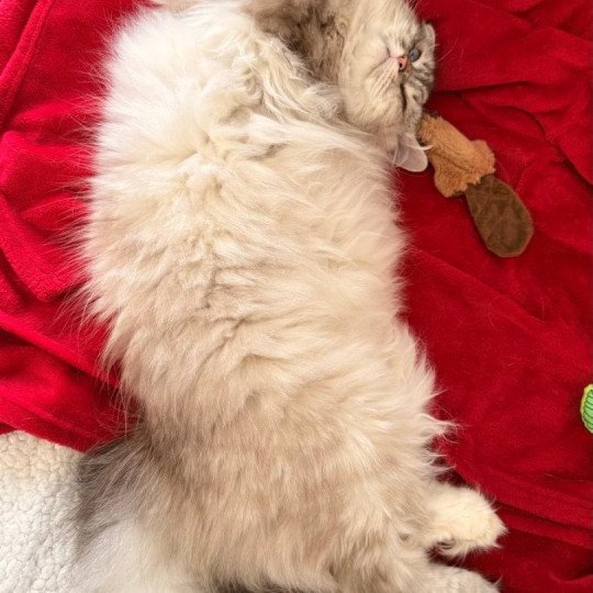 chat Sibérien seal tabby point Una du ZenEmoi Chatterie du ZenÉmoi