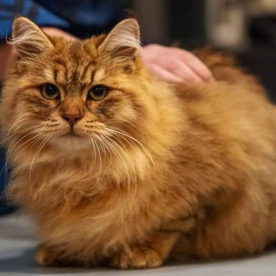 chat Sibérien Unforgettable Lizzie Chatterie du ZenÉmoi