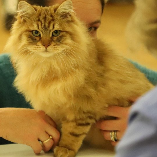 chat Sibérien Unforgettable Lizzie Chatterie du ZenÉmoi