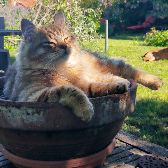 chat Sibérien Unforgettable Lizzie Chatterie du ZenÉmoi