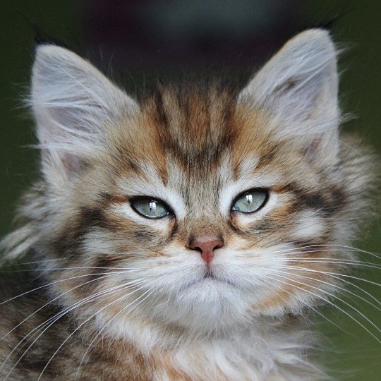 chat Sibérien Unforgettable Lizzie Chatterie du ZenÉmoi