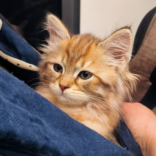 chat Sibérien Unforgettable Lizzie Chatterie du ZenÉmoi