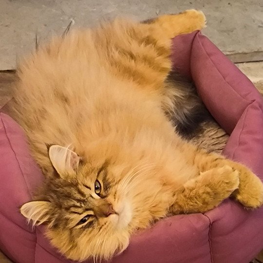 chat Sibérien Unforgettable Lizzie Chatterie du ZenÉmoi