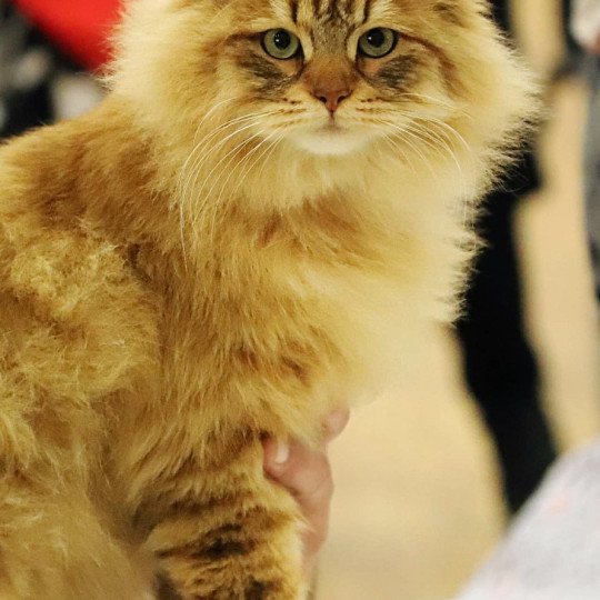 chat Sibérien Unforgettable Lizzie Chatterie du ZenÉmoi