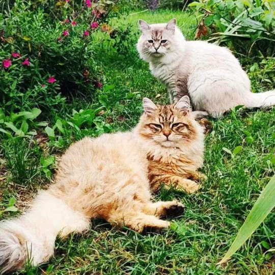 chat Sibérien brown sunshine mackerel tabby Unforgettable Lizzie Chatterie du ZenÉmoi