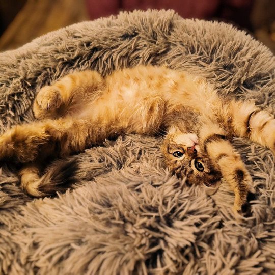 chat Sibérien brown sunshine mackerel tabby Unforgettable Lizzie Chatterie du ZenÉmoi